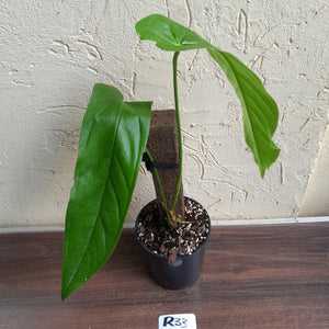 #R33 Anthurium Bullatus/Pandurilaminum