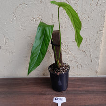 Load image into Gallery viewer, #R33 Anthurium Bullatus/Pandurilaminum