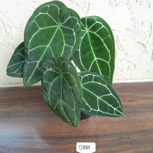 Load image into Gallery viewer, #D881 Two x Headed Anthurium Crystallinum x Forgetii