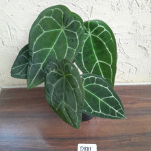 Load image into Gallery viewer, #D881 Two x Headed Anthurium Crystallinum x Forgetii