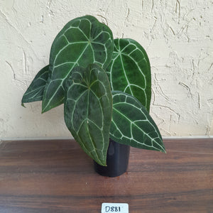 #D881 Two x Headed Anthurium Crystallinum x Forgetii