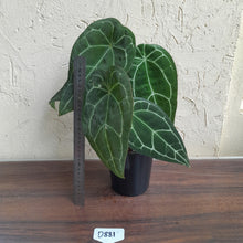 Load image into Gallery viewer, #D881 Two x Headed Anthurium Crystallinum x Forgetii