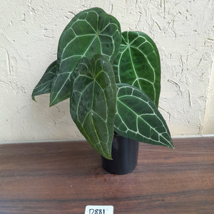 #D881 Two x Headed Anthurium Crystallinum x Forgetii