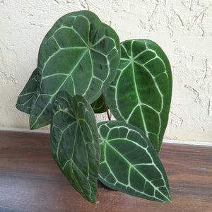 #D881 Two x Headed Anthurium Crystallinum x Forgetii