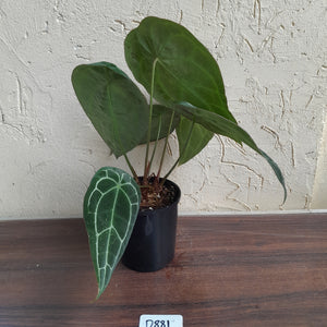 #D881 Two x Headed Anthurium Crystallinum x Forgetii