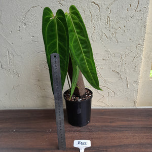 #R52 Large Anthurium Warocqueanum