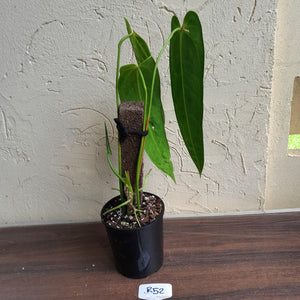 #R52 Large Anthurium Warocqueanum