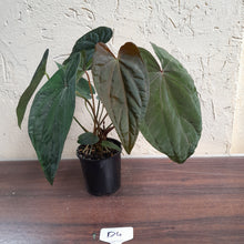 Load image into Gallery viewer, #D4 Anthurium Papillilaminum x - With 3 x Pups