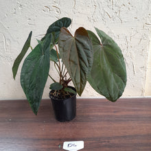 Load image into Gallery viewer, #D4 Anthurium Papillilaminum x - With 3 x Pups