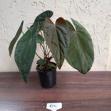 Load image into Gallery viewer, #D4 Anthurium Papillilaminum x - With 3 x Pups