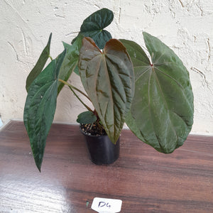 #D4 Anthurium Papillilaminum x - With 3 x Pups