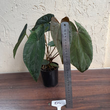 Load image into Gallery viewer, #D4 Anthurium Papillilaminum x - With 3 x Pups