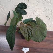 Load image into Gallery viewer, #D4 Anthurium Papillilaminum x - With 3 x Pups