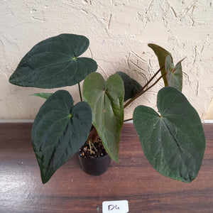 #D4 Anthurium Papillilaminum x - With 3 x Pups