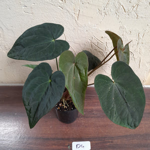 #D4 Anthurium Papillilaminum x - With 3 x Pups