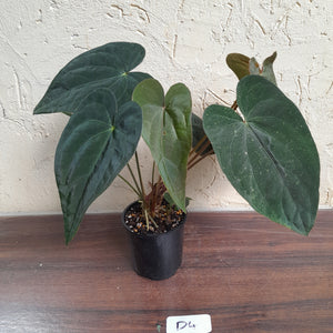 #D4 Anthurium Papillilaminum x - With 3 x Pups