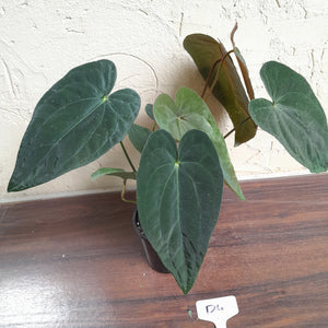 #D4 Anthurium Papillilaminum x - With 3 x Pups