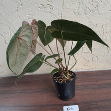 Load image into Gallery viewer, #D4 Anthurium Papillilaminum x - With 3 x Pups