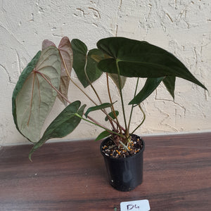 #D4 Anthurium Papillilaminum x - With 3 x Pups