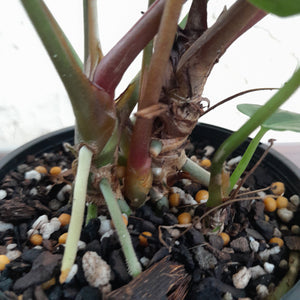 #D4 Anthurium Papillilaminum x - With 3 x Pups