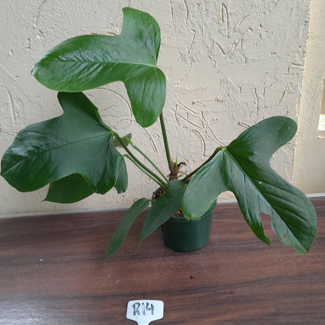 #R14 Anthurium Truncicola