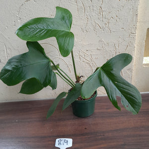 #R14 Anthurium Truncicola