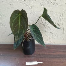 Load image into Gallery viewer, #R538 Dark Anthurium Forgetii x - With atleast 4 x Pups