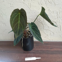 Load image into Gallery viewer, #R538 Dark Anthurium Forgetii x - With atleast 4 x Pups