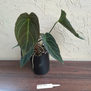 #R538 Dark Anthurium Forgetii x - With atleast 4 x Pups