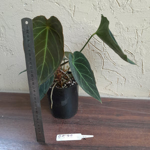 #R538 Dark Anthurium Forgetii x - With atleast 4 x Pups