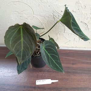 #R538 Dark Anthurium Forgetii x - With atleast 4 x Pups