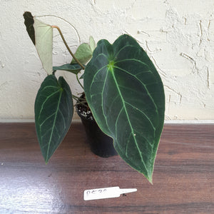 #R538 Dark Anthurium Forgetii x - With atleast 4 x Pups