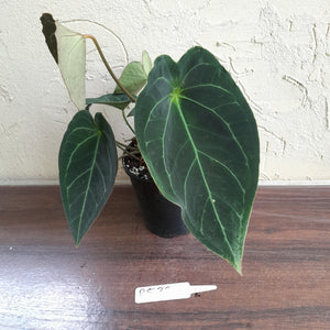 #R538 Dark Anthurium Forgetii x - With atleast 4 x Pups