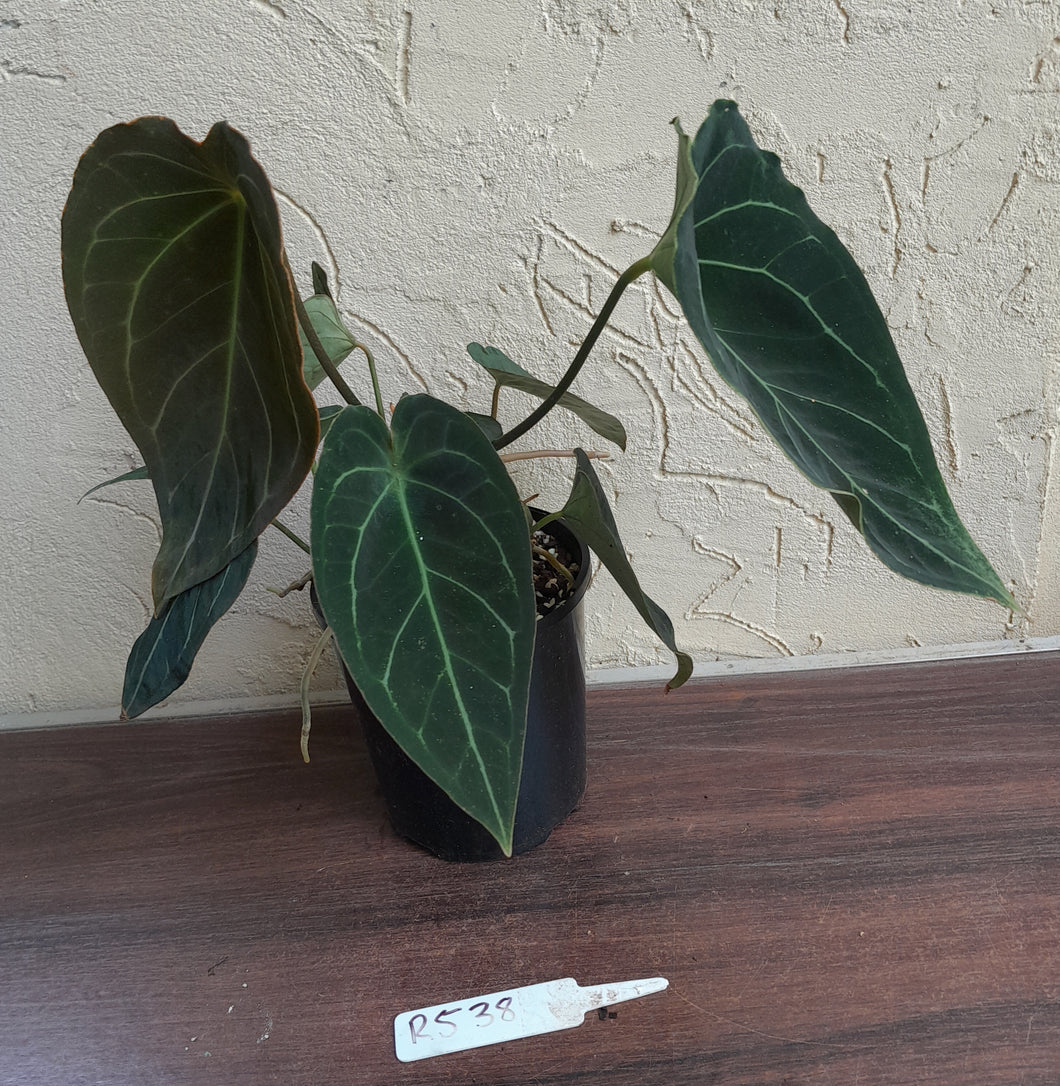 #R538 Dark Anthurium Forgetii x - With atleast 4 x Pups