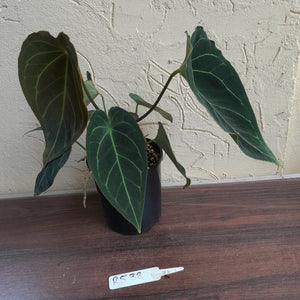 #R538 Dark Anthurium Forgetii x - With atleast 4 x Pups