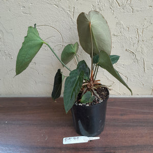 #R538 Dark Anthurium Forgetii x - With atleast 4 x Pups