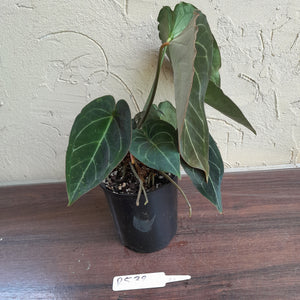 #R538 Dark Anthurium Forgetii x - With atleast 4 x Pups