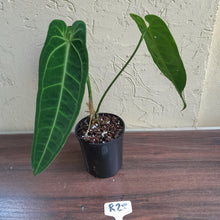 Load image into Gallery viewer, #R28 Anthurium Warocqueanum