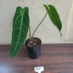 #R28 Anthurium Warocqueanum