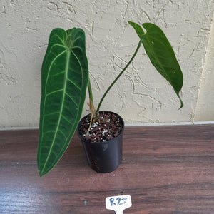 #R28 Anthurium Warocqueanum