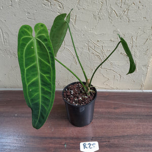 #R28 Anthurium Warocqueanum