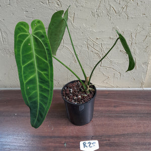 #R28 Anthurium Warocqueanum