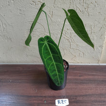 Load image into Gallery viewer, #R28 Anthurium Warocqueanum