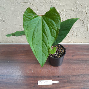 #R447 Anthurium Ochranthum x - With Pup