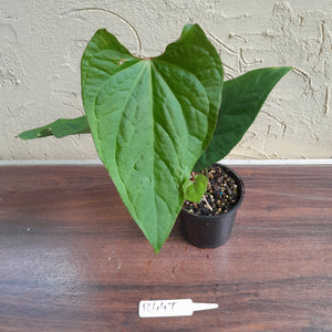 #R447 Anthurium Ochranthum x - With Pup