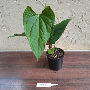 #R447 Anthurium Ochranthum x - With Pup