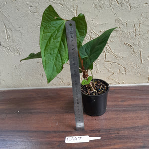 #R447 Anthurium Ochranthum x - With Pup