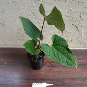 #R447 Anthurium Ochranthum x - With Pup