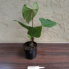 Load image into Gallery viewer, #R447 Anthurium Ochranthum x - With Pup