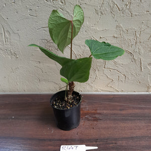 #R447 Anthurium Ochranthum x - With Pup